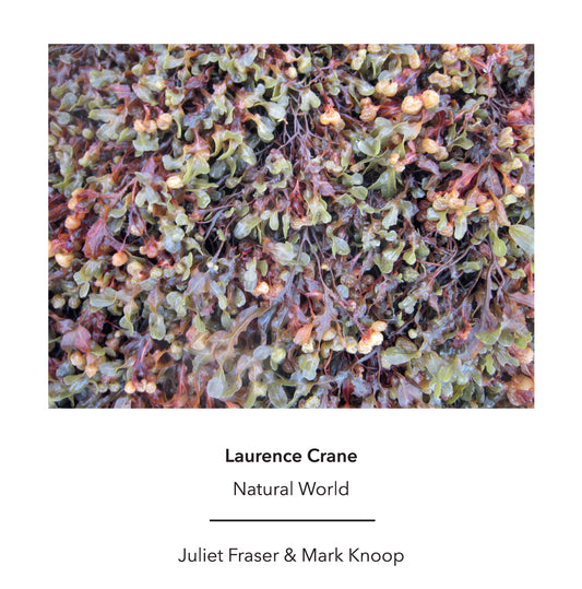 Laurence Crane